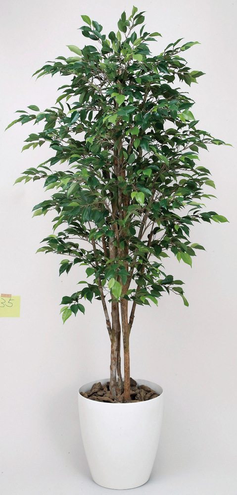 光触媒　人工観葉植物　フェイクグリーン　ロイヤルベンジャミン 1.6m