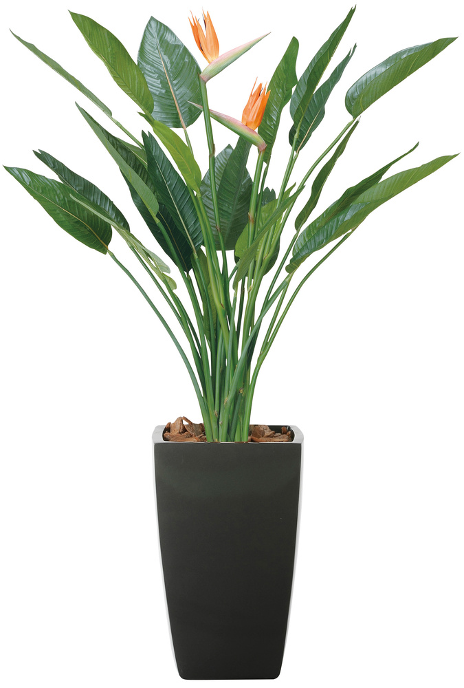 光触媒 人工観葉植物 造花 アートストレチア花付1.6 (高さ160cm)
