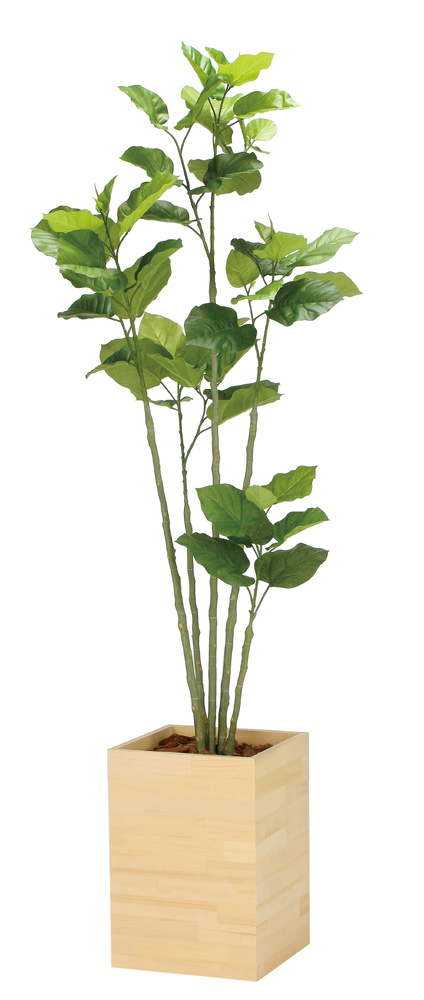光触媒 人工観葉植物 造花 ウッドボックスウンベラータ1.8 (高さ180cm)