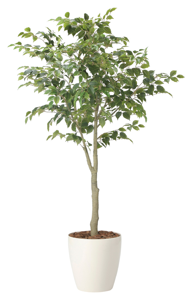 光触媒 人工観葉植物 造花 フィカスツリー1.85(組立式) (高さ185cm)