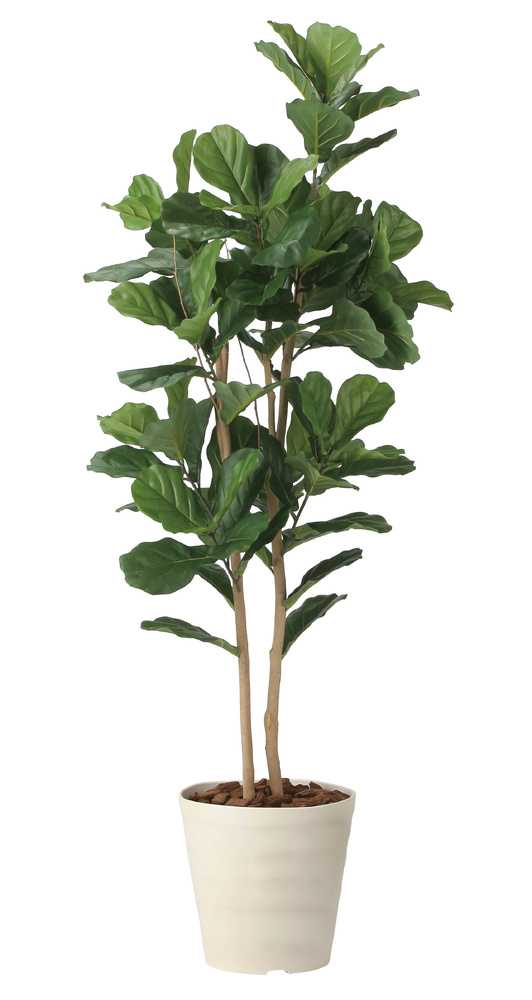 光触媒 人工観葉植物 造花 カシワバゴム1.8 (高さ180cm)