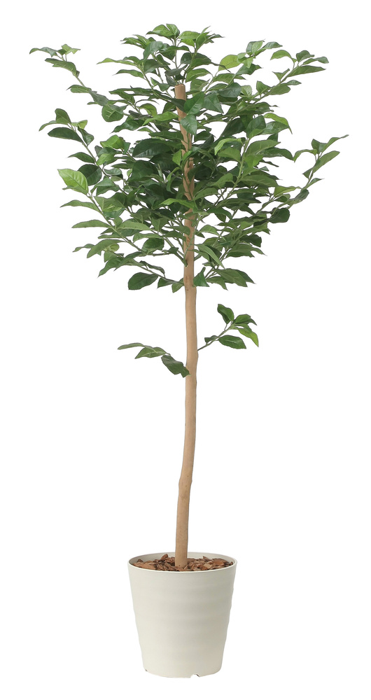 光触媒 人工観葉植物 造花 レモンツリー1.6 (高さ160cm)