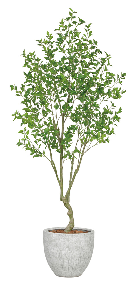 光触媒 人工観葉植物 造花 ナチュラルベンジャミン2.5(組立式) (高さ250cm)
