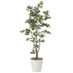 光触媒 人工観葉植物 フィカスツリー1.8 (高さ180cm)
