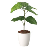光触媒 人工観葉植物 造花 フレッシュウンベラータ60 (高さ60cm)