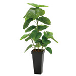 光触媒 人工観葉植物 造花 フレッシュDXスリムウンベラータ1.2 (高さ120cm)