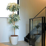 光触媒 人工観葉植物 造花 ミルキーパキラ1.8 (高さ180cm)