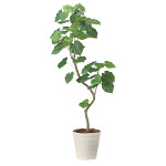 光触媒 人工観葉植物 造花 ツイストウンベラータ1.6 (高さ160cm)