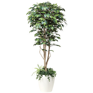 光触媒 人工観葉植物 フィカスベンジャミン1.8植栽付 (高さ180cm