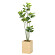 光触媒 人工観葉植物 造花 ウッドボックスウンベラータ1.8 (高さ180cm)