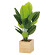 光触媒 人工観葉植物 造花 ウッドボックススキンダプサス85 (高さ85cm)