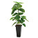 光触媒 人工観葉植物 造花 フレッシュDXスリムウンベラータ1.2 (高さ120cm)