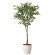 光触媒 人工観葉植物 造花 フィカスツリー1.65 (高さ165cm)