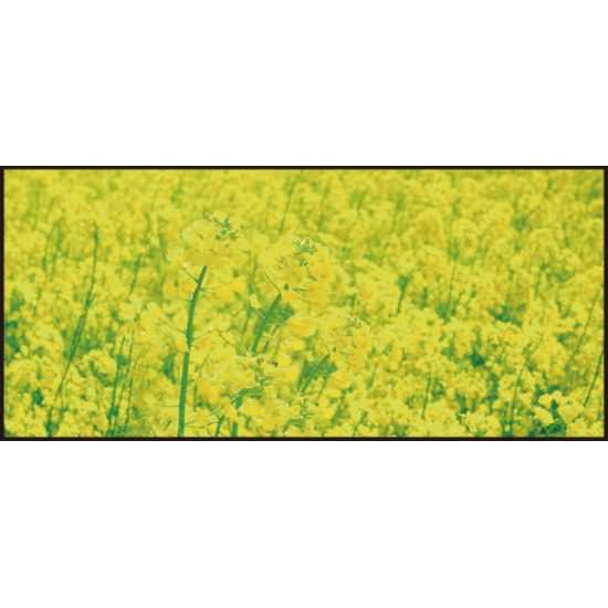 ディスプレイシート菜の花畑 - 販促用品通販のサインモール