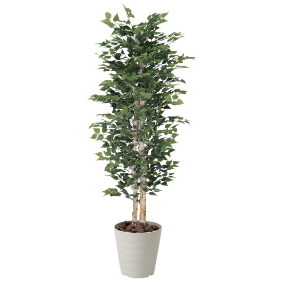 光触媒 人工観葉植物 白樺1.8(幹:天然白樺) (高さ180cm) - 店舗用品