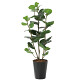 光触媒 人工観葉植物 造花 シーグレープDX1.25 (高さ125cm)