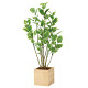光触媒 人工観葉植物 造花 ウッドボックスポリシャス1.0 (高さ100cm)