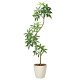 光触媒 人工観葉植物 造花 ツイストパキラ2.1(組立式) (高さ210cm)