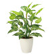 光触媒 人工観葉植物 造花 フレッシュディフェンバキアL (高さ70cm)