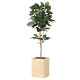 光触媒 人工観葉植物 造花 ウッドボックスゴムの木1.8 (高さ180cm)